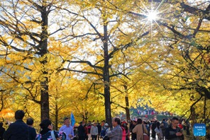 Miti ya ginkgo ya rangi ya dhahabu yavutia watalii katika Mkoa wa Henan wa China